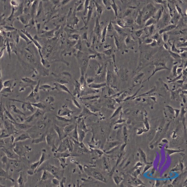 MVECPRO2®, Placental Microvascular Endothelial Cells